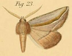 Pl.2-23-Ligia curvaria=Drepanogynis curvaria (Dewitz, 1881).JPG