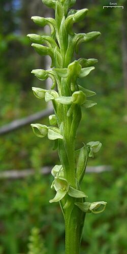 Platanthera huronensis - Flickr 003.jpg