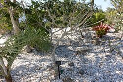 Plumeria obtusa (Plumeria clusioides) - Naples Botanical Garden - Naples, Florida - DSC09998.jpg