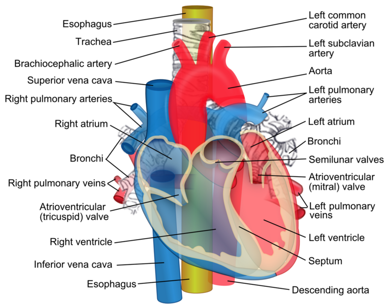 File:Relations of the aorta, trachea, esophagus and other heart structures.png