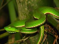 Reptile Medo Pit Viper Viridovipera medoensis IMG 4231 08.jpg