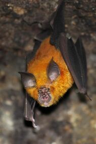 A photograph of a horseshoe bat hanging upside down from a rocky surface, with the photographer below the bat. It has shockingly bright orange fur, and dark gray wings, ears, and nose.