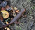 Roughed Skinned Newt (16744025149).jpg