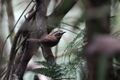 Rufous-throated Fulvetta Dehing Patkai Assam India April 2019.jpg