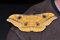 Saturniid moth (Antheraea celebensis) on shoulder of Arthur Anker (8410668901).jpg