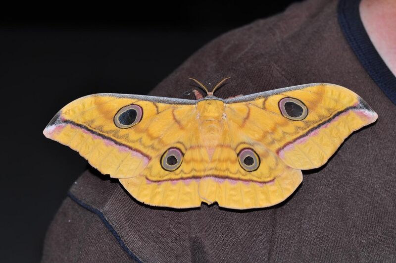 File:Saturniid moth (Antheraea celebensis) on shoulder of Arthur Anker (8410668901).jpg
