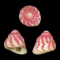 Seashell Homalopoma himuquitanense.jpg