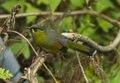 Steere's Liocichla - Taiwan S4E6694 (19301823680).jpg