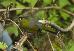 Steere's Liocichla - Taiwan S4E6694 (19301823680).jpg