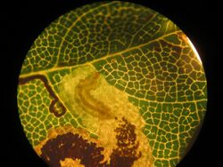 Stigmella speciosa BE-MK-1648b.jpg