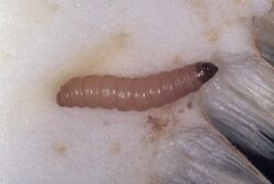 Suleima helianthana larva.jpg