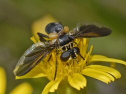 Tachinidae - Trichopoda pennipes.JPG