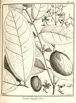 Taralea oppositifolia Aublet 1775 pl 298.jpg
