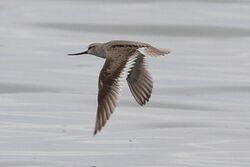 Terek Sandpiper (Xenus cinereus) (8079446567).jpg