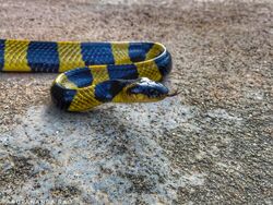 The Banded Krait.jpg