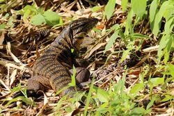 Tiger lizard (Gold tegu) (Tupinambis teguixin).JPG