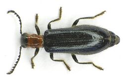 Tillus elongatus bl.jpg