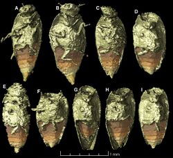 Triamyxa coprolithica type specimens.jpg