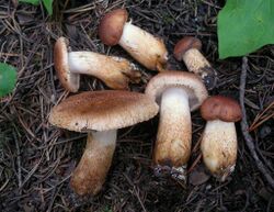 Tricholoma vaccinum 99338.jpg