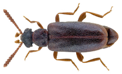 Vanonus brevicornis (Perris, 1869).png