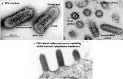 TEM micrograph of "Indiana vesiculovirus" virions