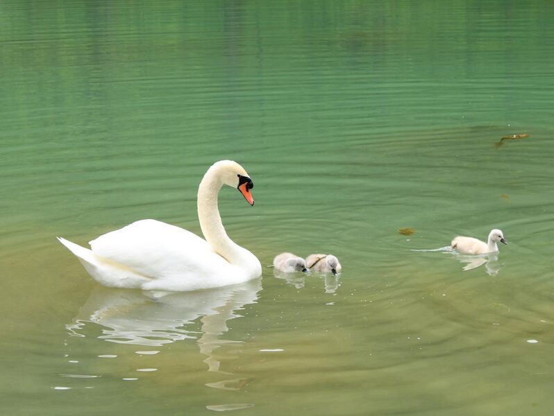 File:Vrelo Bosne swans.jpg