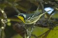 Yellow-throated Warbler - Cuba S4E0979 (23040952276).jpg