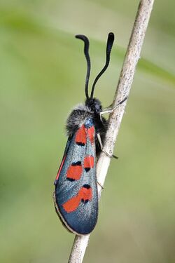 Zygaena rhadamanthus.jpg