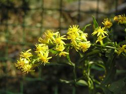 一枝黃花 Solidago decurrens (Solidago virgaurea v leiocarpa) -香港西貢獅子會自然教育中心 Saikung, Hong Kong- (9213291945).jpg