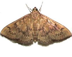 - 5268 – Psara obscuralis – Obscure Psara Moth (15439954193).jpg