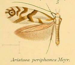 05-Aristaea periphanes Meyrick, 1907.JPG