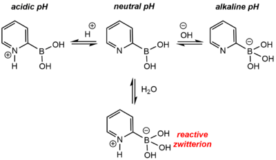 Scheme for the speciation of 2-pyridine boronic acid in aqueous solution