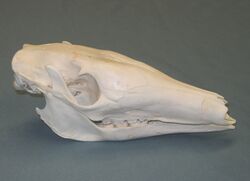 Aardvark skull.JPG