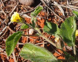 Abutilon cryptopetalum flower.jpg