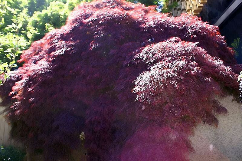 File:Acer palmatum Crimson Queen 0zz.jpg