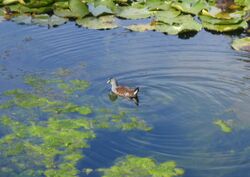 Adult Spot-flanked Gallinule.jpg