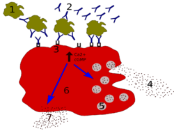 Allergy degranulation processes 01.svg