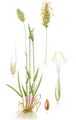 Anthoxanthum odoratum (Billeder af nordens flora 1917ff., v2 0427) clean, no-description.jpg