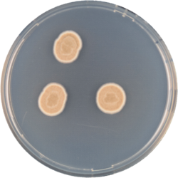 Aspergillus heyangensis cya.png