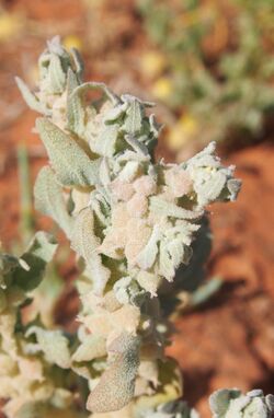 Atriplex fissivalvis fruit.jpg