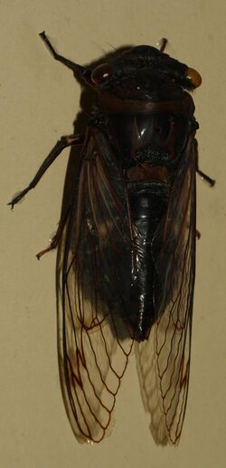AustralianMuseum cicada specimen 56.JPG