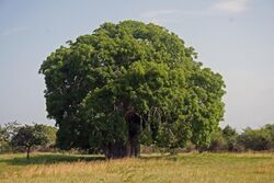 Baobab Adansonia digitata.jpg