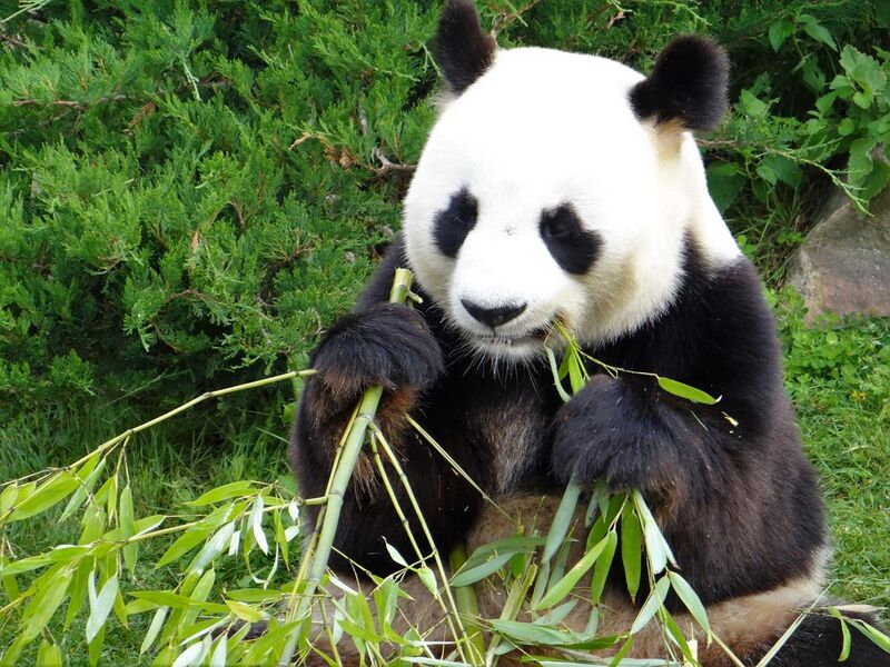 File:Beauval - Panda géant 06.jpg