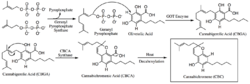 Biosynthesis of CBC.png