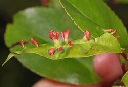 Black Cherry Gall Mite - Eriophyes cerasicrumena, Occoquan Bay National Wildlife Refuge, Woodbridge, Virginia.jpg
