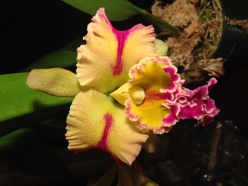 File:Blc. Paradise Jewel 'Flame' Orchid bloom.JPG