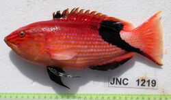 Bodianus loxozonus JNC1219.JPG