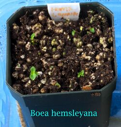 Boea hemsleyana seedlings.jpg