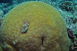 Brain Coral (Platygyra lamellina) (8485542235).jpg