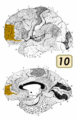 Brodmann Cytoarchitectonics 10.png